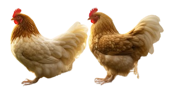 deux poules