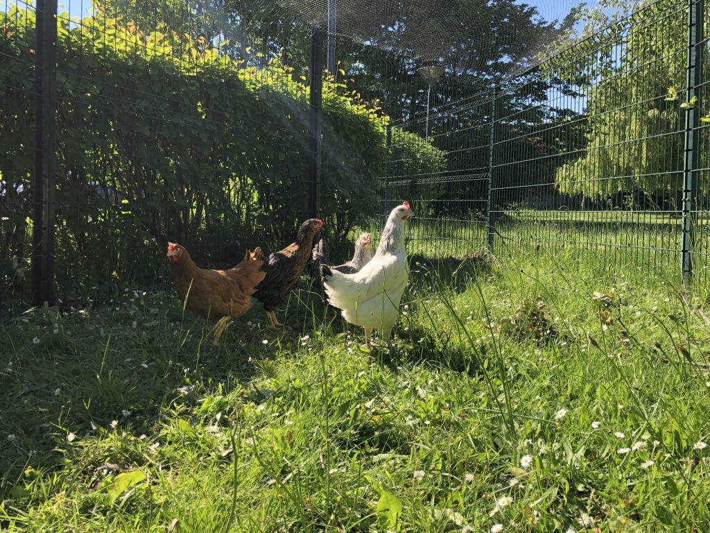 poule à l'air libre