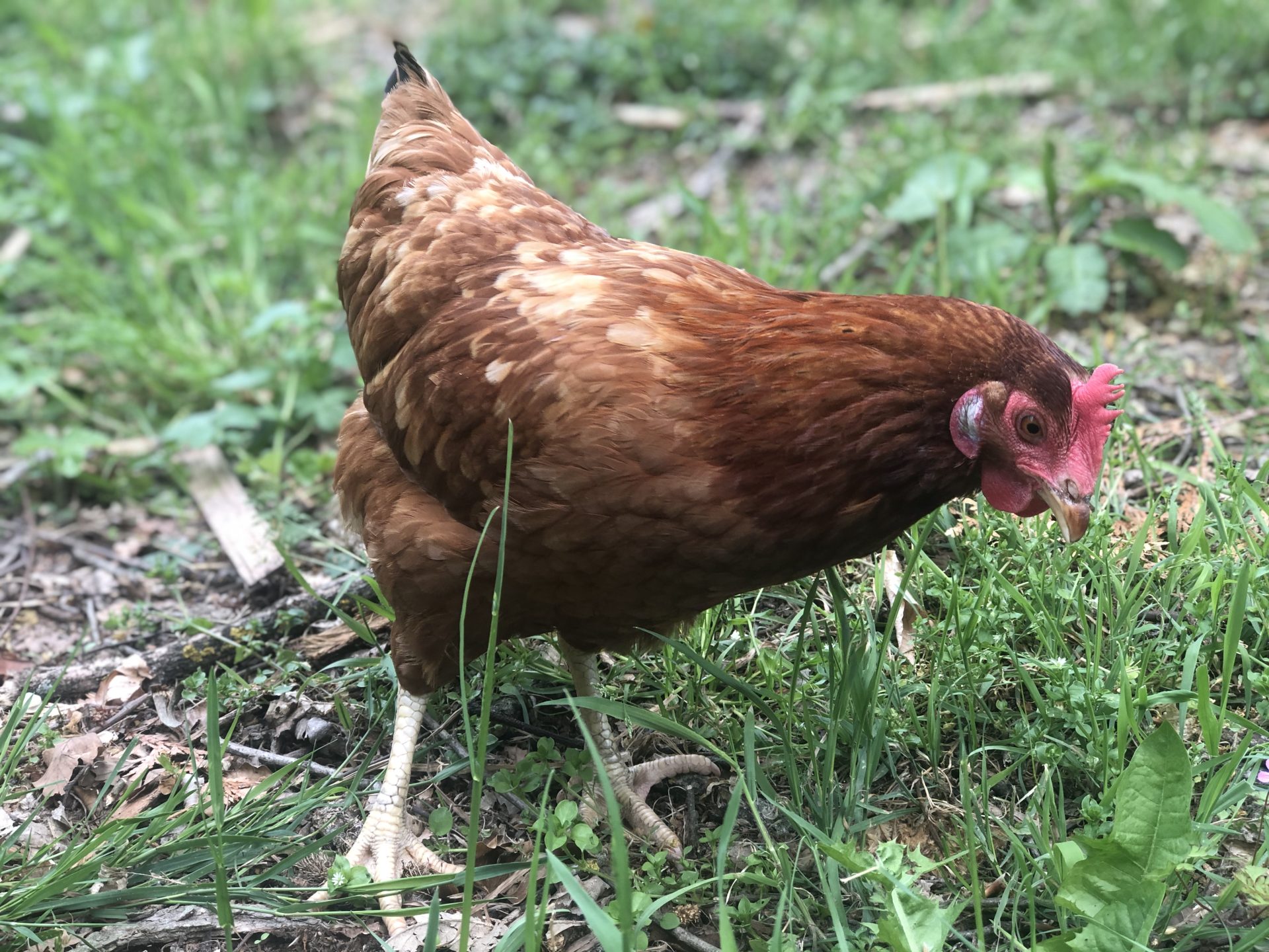 poule en plein air