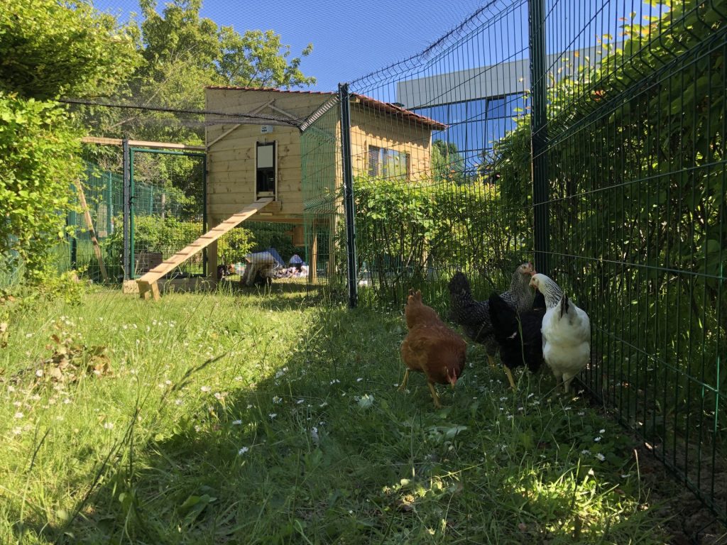Poules dans un enclos verdoyant